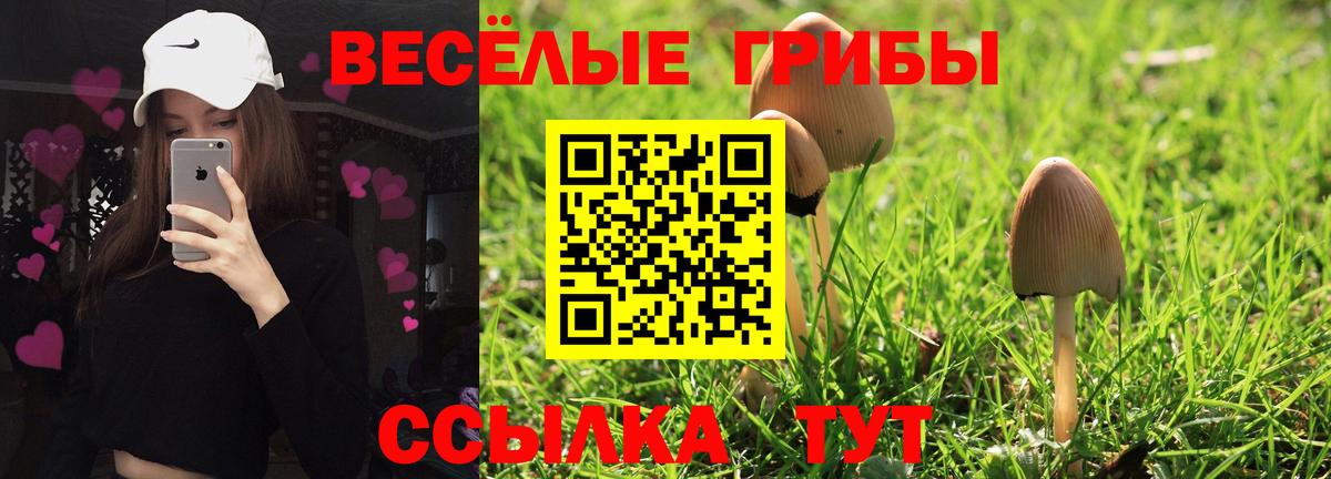 Жуковский  Псилоцибиновые грибы мицелий  Галлюциногенные грибы Psilocybe  цена наркотик  Вход с VPN 